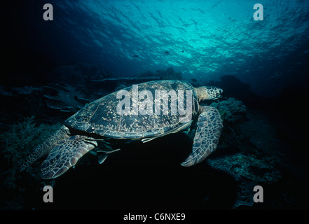 Grüne Schildkröte (Chelonia Mydas) schwimmen mit Schiffshaltern (Echeneidae). Sipadan Island, Borneo, Südchinesisches Meer Stockfoto