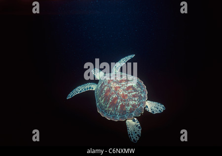 Grüne Schildkröte (Chelonia Mydas) Schwimmen im offenen Meer in der Nacht. Sipadan Island, Borneo, Südchinesisches Meer Stockfoto