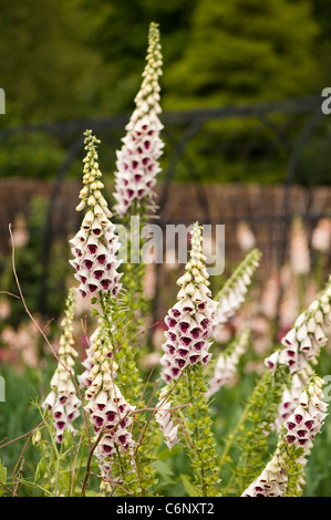 Fingerhut, Digitalis Purpurea "PAMS Choice" Stockfoto