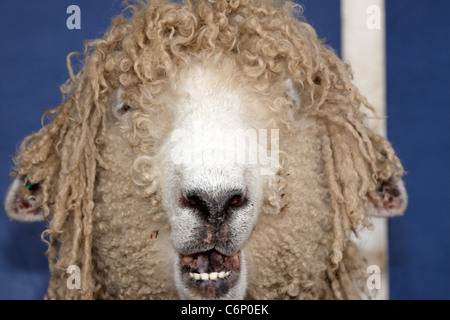 Stuart Barnes führt seine Schafe-Show auf der Bucks County Show 2011. Lenny (Bild), ein Lincoln Longwool Rasse, Sterne Stockfoto