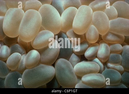 Blase Korallen (Plerogyra Sinuosa). Rotes Meer, Ägypten Stockfoto