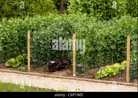 Gemischte Sorten von Pisum Sativum, Garten Erbsen und Kopfsalat, Lactuca Sativa bei RHS Rosemoor, Devon, England, Vereinigtes Königreich Stockfoto