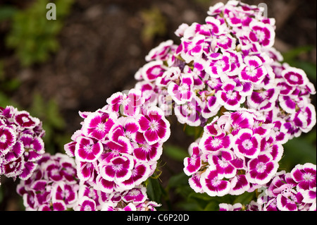 Sweet Williams, Dianthus Barbatus "Auricula Eyed gemischten", in Blüte Stockfoto