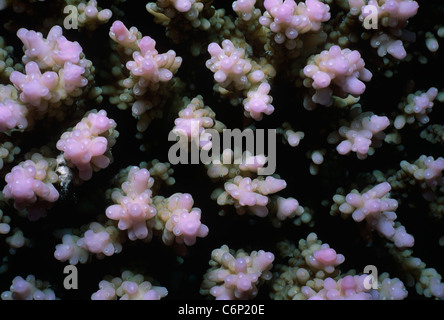 Finger-wie Türme Staghorn Koralle (Tubinaria Mesenterina). Ägypten, Rotes Meer Stockfoto