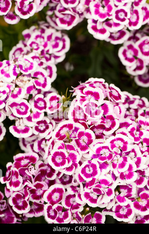 Sweet Williams, Dianthus Barbatus "Auricula Eyed gemischten", in Blüte Stockfoto