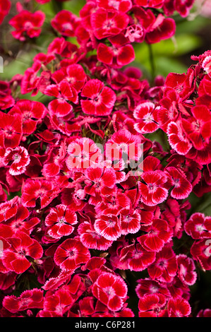 Sweet Williams, Dianthus Barbatus "Auricula Eyed gemischten", in Blüte Stockfoto