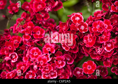 Sweet Williams, Dianthus Barbatus "Auricula Eyed gemischten", in Blüte Stockfoto