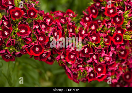 Sweet Williams, Dianthus Barbatus "Auricula Eyed gemischten", in Blüte Stockfoto