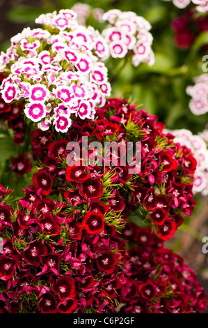 Sweet Williams, Dianthus Barbatus "Auricula Eyed gemischten", in Blüte Stockfoto