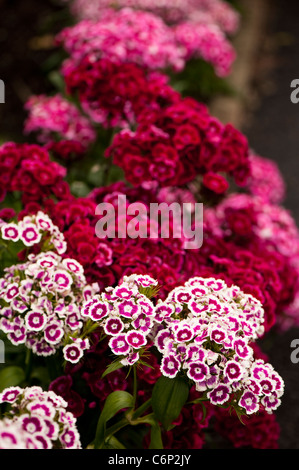 Sweet Williams, Dianthus Barbatus "Auricula Eyed gemischten", in Blüte Stockfoto