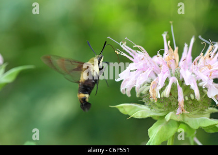 Kolibri-Motte auf wilde Bergamotte Stockfoto