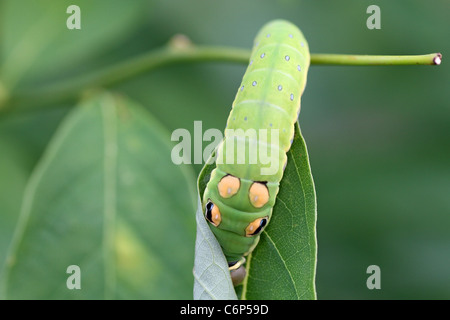 Spicebush Schwalbenschwanz-Raupe Stockfoto