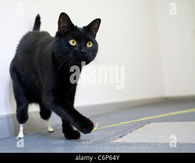 Ausgestattet mit künstlichen Pfoten Oscar die Katze Katze ist glücklich, lebendig zu sein - seine hinteren Pfoten waren in einem schrecklichen Unfall abgehackt Stockfoto