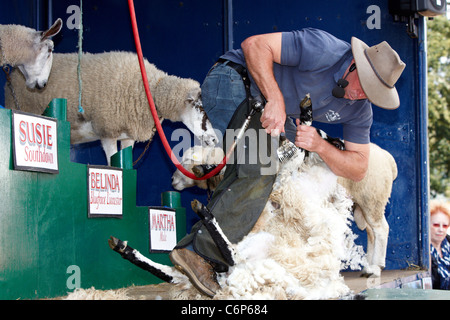 Stuart Barnes (abgebildet) Schere ein Schaf im Rahmen seiner Schafe zeigen auf der Bucks County Show 2011. Stockfoto