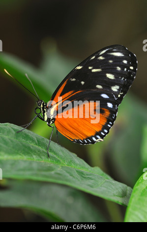 Tropischer Schmetterling Tiger Longwing, Heliconius Aigeus Stockfoto