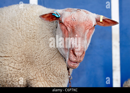 Stuart Barnes (nicht abgebildet) führt seine Schafe-Show auf der Bucks County Show 2011. Stockfoto