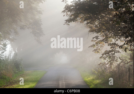 Sonnenstrahlen durch Rosskastanie Bäume auf einer Landstraße in nebligen englischen Landschaft am frühen Morgen Stockfoto