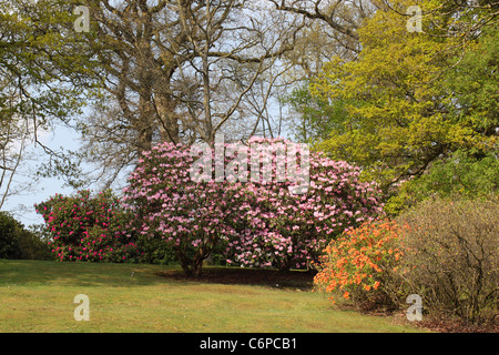 Frühlingsrhododendrons in Bowood Woodland Gardens, Derry Hill, Calne, Wiltshire, England, UK Stockfoto