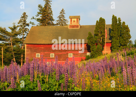 Lupine, Sugar Hill, weiße Berge, New Hampshire, USA Stockfoto