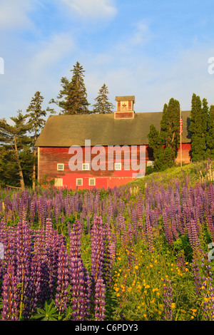 Lupine, Sugar Hill, weiße Berge, New Hampshire, USA Stockfoto