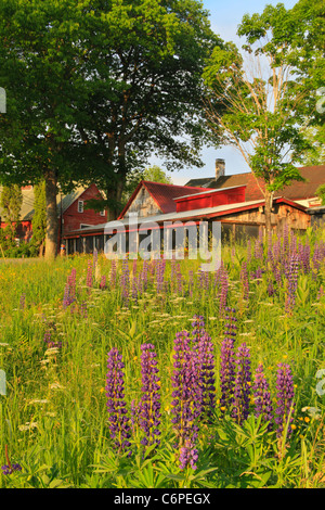 Pollys Pfannkuchen Salon, Sugar Hill, White Mountains, New Hampshire, USA Stockfoto