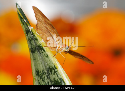 Ein Schmetterling, Dryas Iulia, Julia Heliconian inmitten der flammenden Farben des Frühlings Stockfoto