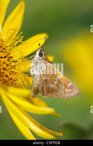 Ein kleiner Schmetterling auf Kompass Blume, Skipper, Familie Hesperiidae Stockfoto