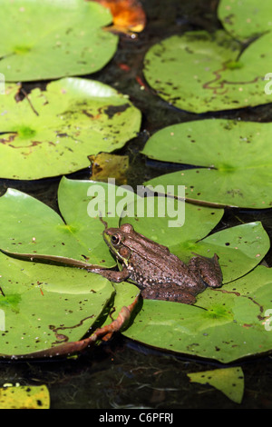 Ein amerikanischer Bullfrog, Rana Catesbeiana, sitzen auf einer Seerose-Pad. Stockfoto