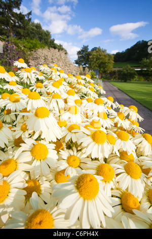 Gelbe Aster Blumen in Holehird Gärten, Windermere, Cumbria, UK, von der Sorte, Asteraceae Anthemis Tinctoria, A.C.Buxton. Stockfoto