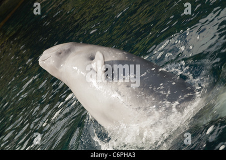 Eine männlichen Beluga Kalb springt aus dem Wasser Verletzung an seiner Seite in einer Darstellung der reinen Freude Stockfoto