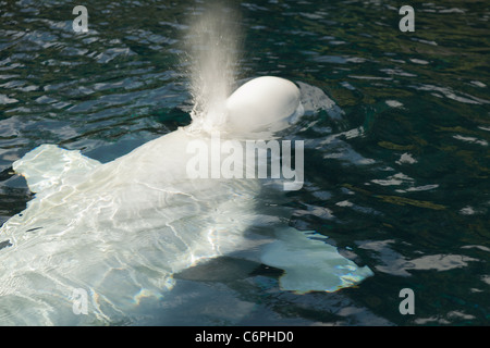 Ein Erwachsener Beluga-Wal zum Atmen auftauchen Stockfoto