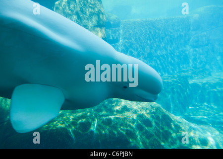 Das vordere Ende eines Erwachsenen weiblichen Beluga Tauchen unter Wasser Stockfoto