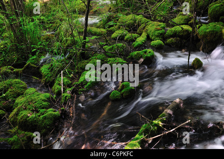 Wasser fließt zwischen Moos bedeckt Felsen in Jiuzhaigou Nature Reserve, ein UNESCO-Weltkulturerbe. Sichuan, China. Stockfoto