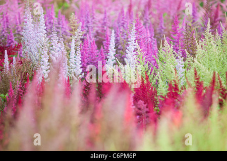 Die nationale Sammlung von Astilbes in Holehird Gärten in Windermere, Großbritannien. Stockfoto