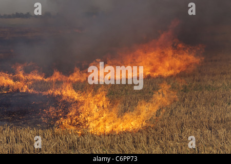 Feuer auf dem Gebiet der Weizen Stoppeln Stockfoto