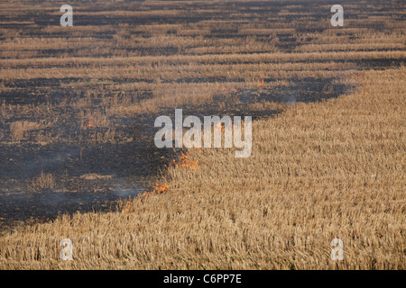 Feuer auf dem Gebiet der Weizen Stoppeln Stockfoto