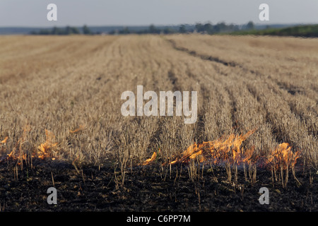 Feuer auf dem Gebiet der Weizen Stoppeln Stockfoto