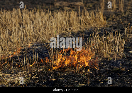 Feuer auf dem Gebiet der Weizen Stoppeln Stockfoto