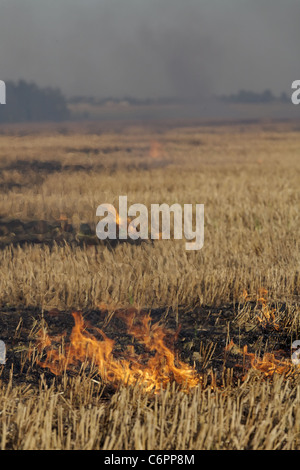 Feuer auf dem Gebiet der Weizen Stoppeln Stockfoto