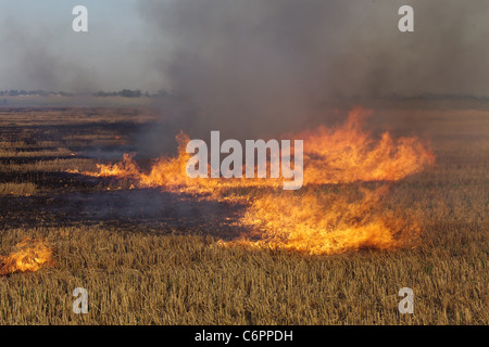 Feuer auf dem Gebiet der Weizen Stoppeln Stockfoto