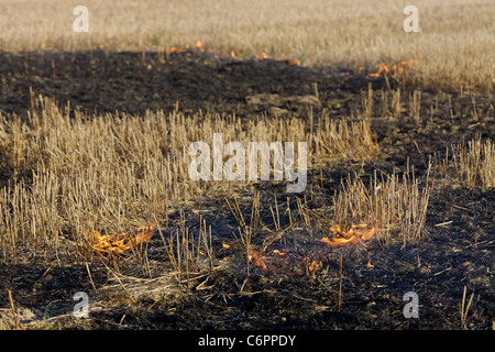Feuer auf dem Gebiet der Weizen Stoppeln Stockfoto
