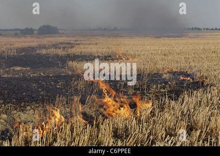 Feuer auf dem Gebiet der Weizen Stoppeln Stockfoto