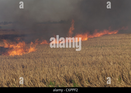 Feuer auf dem Gebiet der Weizen Stoppeln Stockfoto