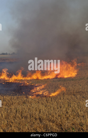 Feuer auf dem Gebiet der Weizen Stoppeln Stockfoto