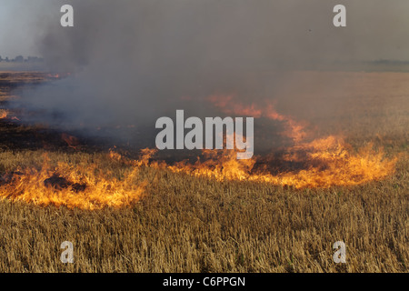 Feuer auf dem Gebiet der Weizen Stoppeln Stockfoto