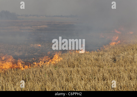 Feuer auf dem Gebiet der Weizen Stoppeln Stockfoto