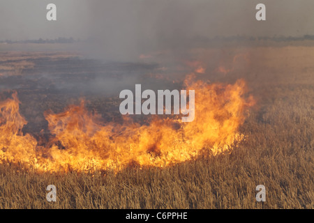 Feuer auf dem Gebiet der Weizen Stoppeln Stockfoto