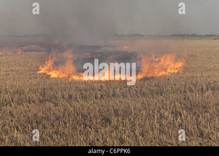 Feuer auf dem Gebiet der Weizen Stoppeln Stockfoto