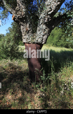 [Korkeiche] [Quercus Suber] zeigt, wo die Rinde aus dem unteren Teil des Rumpfes, Monfrague, Spanien geerntet worden ist Stockfoto