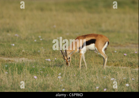 Thomson es Gazelle - Tommie - Tommy (Eudorcas Thomsonii - Gazella Thomsonii) männlich stehend in den Rasen in der Maasai Mara Stockfoto